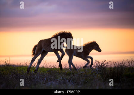 Bei Sonnenuntergang auf Exmoor Ponys in der Nähe von Dunkers Beacon Stockfoto