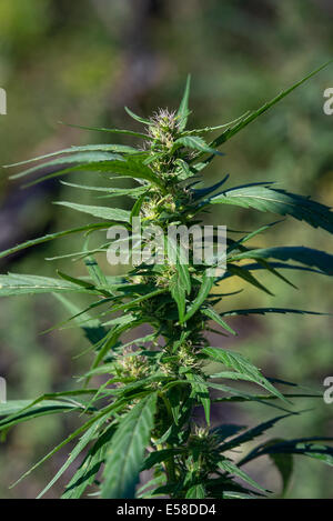 Marihuana Pflanze Detail, Jamaika Stockfoto