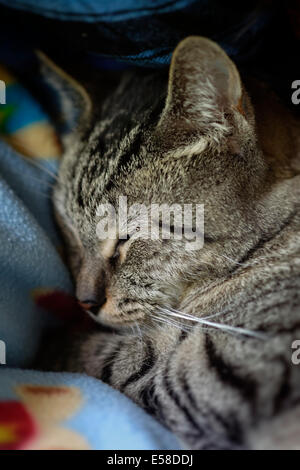 Gemütliche Tabby Katze schläft. Stockfoto