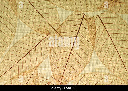 Skeleton-Blätter auf Stoff-Hintergrund Stockfoto