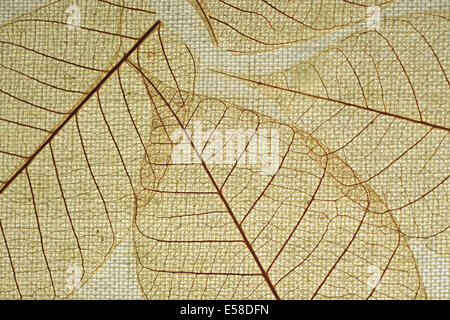 Skeleton-Blätter auf Stoff-Hintergrund Stockfoto