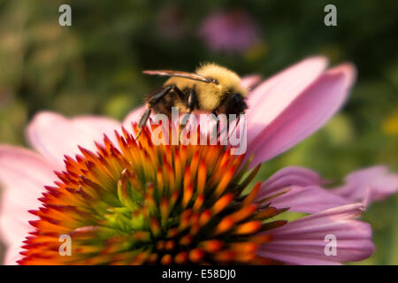 Hummel auf Sonnenhut. Stockfoto