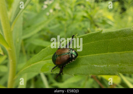 Japanische Käfer. Stockfoto