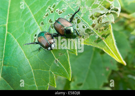 Japanische Käfer. Stockfoto
