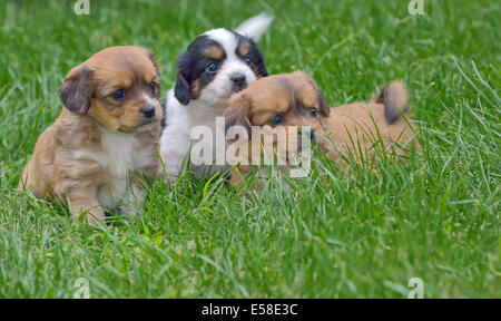 Pekingese Welpen Hunde im Garten Stockfoto