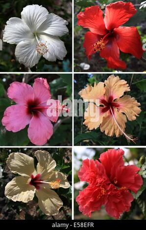 COMBO - eine Kombination Bild zeigt verschiedene Hibiskus Blüten in der Nähe von Guardalavaca, Kuba, 19. April 2014. Foto: Peter Zimmermann - kein Draht-Dienst- Stockfoto