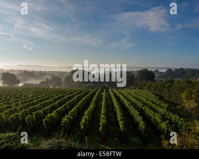 Auf dem Redfold Weingut in Sussex ist mal kurz, da die Ernte muss abgeschlossen werden, während die Trauben in Topform sind Stockfoto