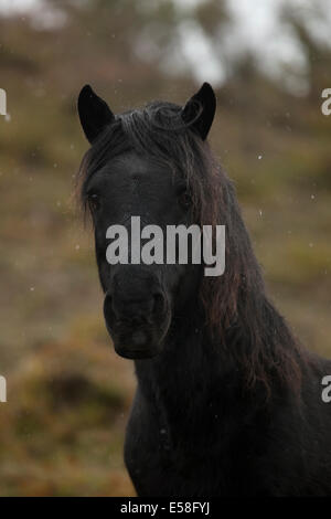 Losino selten gefährdet Pferd Spanien wilden Natur Stockfoto