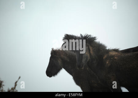 Losino selten gefährdet Pferd Spanien wilden Natur Stockfoto