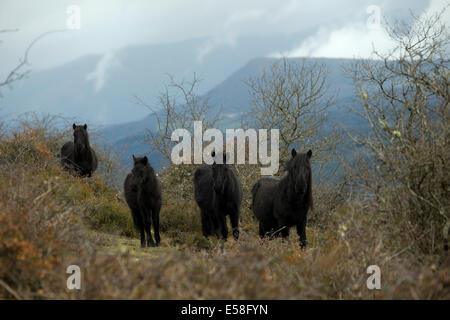 Losino selten gefährdet Pferd Spanien wilden Natur Stockfoto