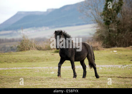 Losino selten gefährdet Pferd Spanien wilden Natur Stockfoto