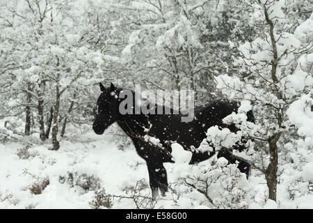 Losino selten gefährdet Pferd Spanien wilden Natur Stockfoto