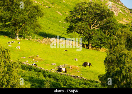 Ein Bergbauernhof oberhalb Borrowdale im Abendlicht in der Nähe von Keswick, Lake District, Großbritannien. Stockfoto