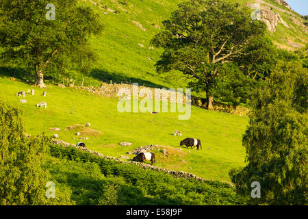 Ein Bergbauernhof oberhalb Borrowdale im Abendlicht in der Nähe von Keswick, Lake District, Großbritannien. Stockfoto