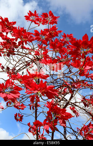 Rote Blätter der Weihnachtsstern Weihnachtsstern (Euphorbia Pulcherrima), Weihnachtsstern. Sambia, Afrika Stockfoto