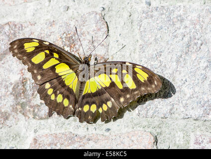 Tropischen Malachit Schmetterling (Siproeta Stelenes) Stockfoto