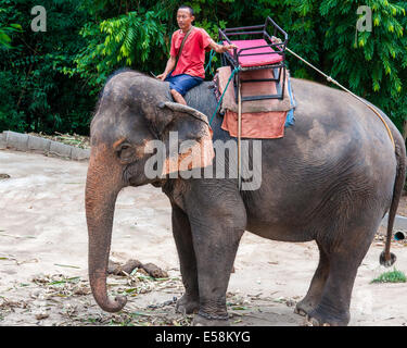 Mahout und seinen Elefanten warten zu Beginn der Touren mit Touristen am 23. Mai 2014 in Kanchanaburi, Thailand. Stockfoto