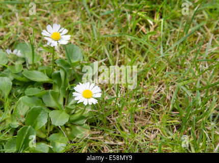 Gänseblümchen im Rasen wachsen Stockfoto