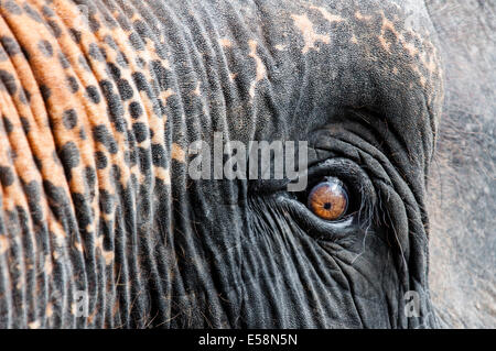 Nahaufnahme der asiatischen Elefanten Auge Stockfoto