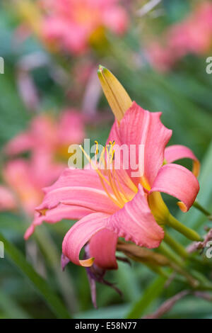 Hemerocallis. Rosa Taglilie Blüte eine krautige Grenze. Stockfoto