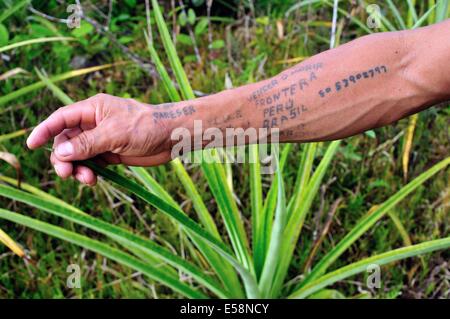 Armee-Tattoo (Grenze Brasilien - Peru) Ananas-Plantage in DURCHGESCHWITZT. Abteilung von Loreto. Peru Stockfoto