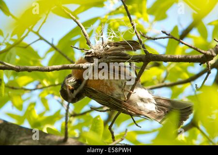 Amerikanischer Robin getötet von Verstrickung in Kunststoff Gurtband. Stockfoto