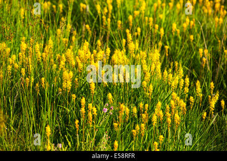 Beinbrech, Narthecium Ossifragum, einem feuchten lieben wilde Blume wächst nahe dem Ufer des Rydal Wasser im Lake District. Stockfoto