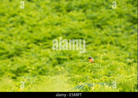 Ein männlicher Gartenrotschwanz (Phoenicurus Phoenicurus) im Bracken am Ufer des Rydal Wasser im Lake District. Stockfoto