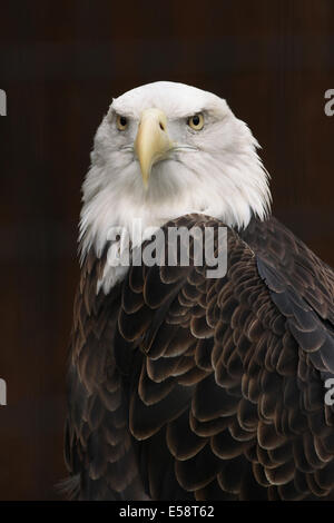 Weißkopf-Seeadler in Gefangenschaft. Kopf. Stockfoto