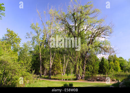 Einen alten Weidenbaum von einem Teich hat schon bessere Tage gesehen und hat viele Zweige verloren und lässt im letzten Stürme. Stockfoto