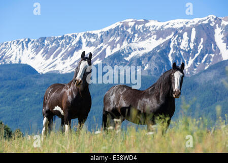 Schwarz Clydesdale-Pferde in Oregon Wallowa Valley. Stockfoto