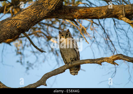 Verreaux Uhu (auch bekannt als milchig Eule oder Giant Eagle Uhu), die größte afrikanische Eule.  Okavango Delta Botswana. Stockfoto