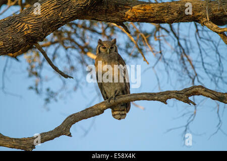 Verreaux Uhu (auch bekannt als milchig Eule oder Giant Eagle Uhu), die größte afrikanische Eule.  Okavango Delta Botswana. Stockfoto