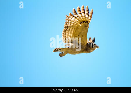 Verreaux Uhu (auch bekannt als milchig Eule oder Giant Eagle Uhu), die größte afrikanische Eule.  Okavango Delta, Botswana. Stockfoto