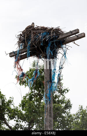 Fischadler in einem Nest, teilweise mit Rettung Bindfäden, auf einem Strommast in Oregon Wallowa Valley gebaut. Stockfoto