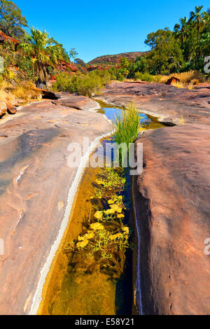 Palm Valley Central Australia Northern Territory Stockfoto