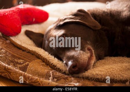 Ein Labrador Festlegung auf ihrem Bett mit einem roten Knochen legen in der Nähe. Ontario, Kanada. Stockfoto