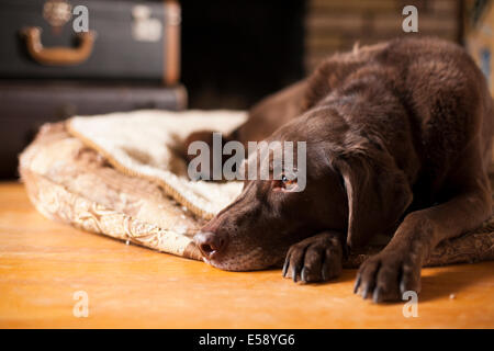 Eine weibliche Labrador Festlegung auf ihrem Bett. Ontario, Kanada. Stockfoto