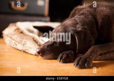 Eine weibliche Labrador Festlegung auf ihrem Bett mit ihren Augen fast geschlossen. Ontario, Kanada. Stockfoto