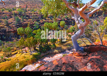 Palm Valley Central Australia Northern Territory Stockfoto