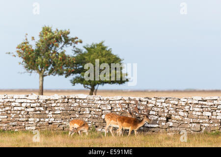 Damwild Böcke zu Fuß in einer Steinmauer Stockfoto