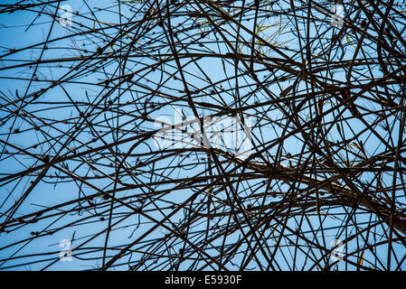 Bambus und Himmelblau für den Hintergrund. Stockfoto