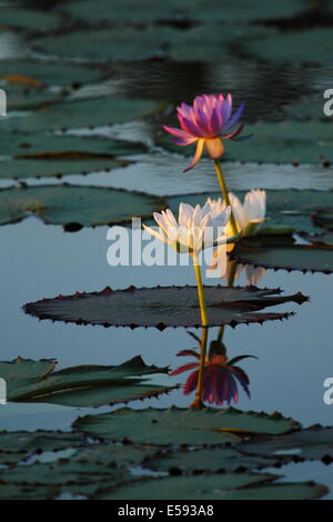 In weichen Abendlicht getaucht, reflektieren blühende Seerose Blumen auf dem ruhigen Wasser. Stockfoto