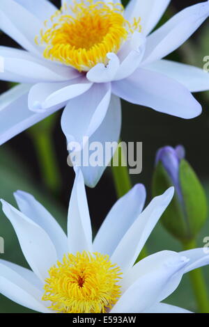 In weichen Abendlicht getaucht, ein paar Seerosen Blumen Leuchten auf einem Western Australia Billabong. Stockfoto