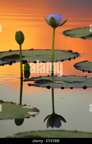 In orange Abendlicht getaucht, ein paar Seerosen Blumen auf dem ruhigen Wasser spiegeln. Stockfoto