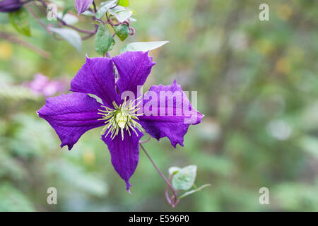 Lila Clematis-Blüten in einem englischen Garten. Stockfoto