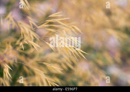 Stipa Gigantea in eine krautige Grenze. Stockfoto