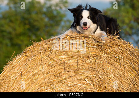 Berlin, Deutschland. 23. Juli 2014. Ein Hund sitzt auf einem Ballen Heu in Berlin, Deutschland, 23. Juli 2014. Foto: MAURIZIO GAMBARINI/dpa Stockfoto