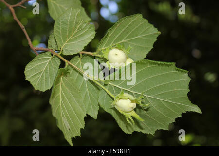 Gemeinsamen Hazel Corylus Avellana unreifen Nüssen Stockfoto