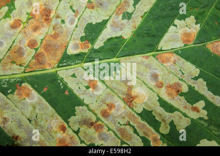 Blatt-Minen auf Rosskastanie Aesculus Hippocastanum Blätter verursacht durch Nachtfalter Cameraria ohridella Stockfoto